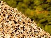 Seminario maggio cavalese sulla biomassa legnosa