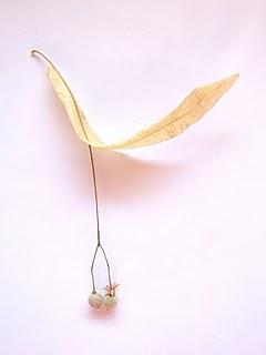 Macchina della speranza (Hoping Machine)