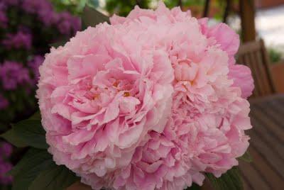 Il mio bouquet di Peonie