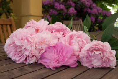 Il mio bouquet di Peonie