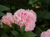 bouquet Peonie