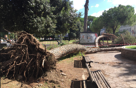 Stadio della Roma + Campidoglio privatizzato + censimento alberature + newsletter 22 settembre 2017 albero caduto piazza Manila settembre 2017 2