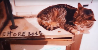 Ettore, il gatto dei pescatori Ettore, il gatto dei pescatori