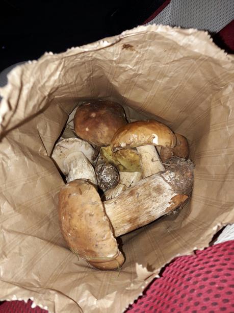 Zuppa di porcini Zuppa di porcini
