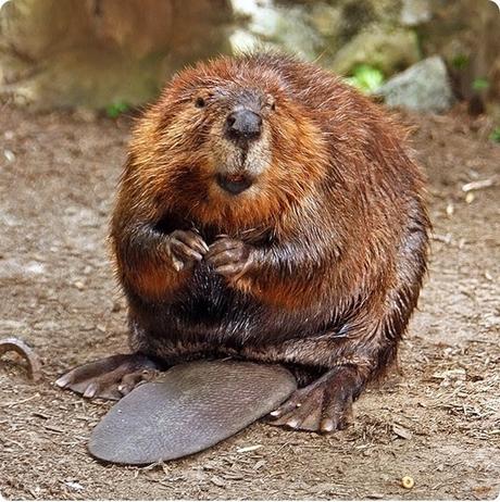 Beaver_thumb2_thumb Beaver_thumb2_thumb