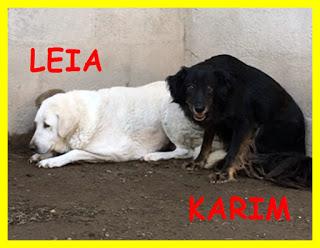 Doppio miracolo cercasi! Adozione di coppia per Leia e Karim, perché possano trascorrere l'ultima parte della loro vita al sicuro Doppio miracolo cercasi! Adozione di coppia per Leia e Karim, perché possano trascorrere l'ultima parte della loro vita al sicuro