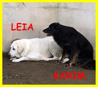 Doppio miracolo cercasi! Adozione di coppia per Leia e Karim, perché possano trascorrere l'ultima parte della loro vita al sicuro Doppio miracolo cercasi! Adozione di coppia per Leia e Karim, perché possano trascorrere l'ultima parte della loro vita al sicuro