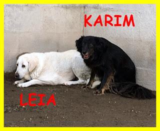 Doppio miracolo cercasi! Adozione di coppia per Leia e Karim, perché possano trascorrere l'ultima parte della loro vita al sicuro Doppio miracolo cercasi! Adozione di coppia per Leia e Karim, perché possano trascorrere l'ultima parte della loro vita al sicuro