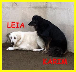 Doppio miracolo cercasi! Adozione di coppia per Leia e Karim, perché possano trascorrere l'ultima parte della loro vita al sicuro Doppio miracolo cercasi! Adozione di coppia per Leia e Karim, perché possano trascorrere l'ultima parte della loro vita al sicuro