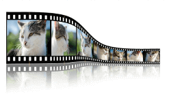 Guida per Aprire un Blog di Successo: come iniziare con il piede giusto Creare video può rivelarsi molto utile per ottenere visitatori e portare il tuo blog al successo.