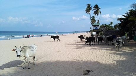 Trincomalee, Sri Lanka: tra spiagge deserte e avvistamenti di balene Trincomalee Sri Lanka Spiagge Deserte Balene