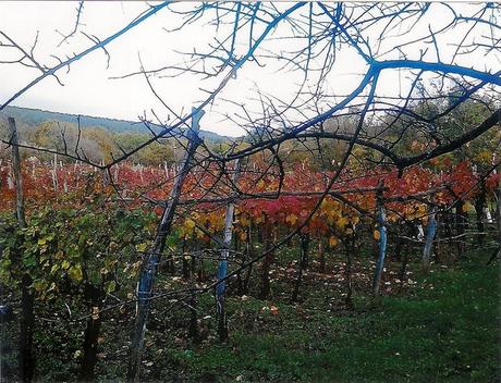 Carso triestino in autunno: cosa visitare lontano dal turismo di massa Carso triestino in autunno: cosa visitare lontano dal turismo di massa