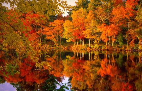 Autunno in Irlanda http://www.bons-sites-web.com/wp-content/uploads/2015/01/Natural-Foliage.jpg