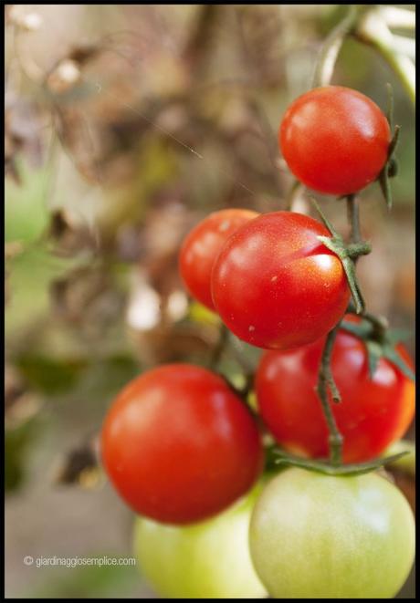 Gli ultimi pomodoro Gli ultimi pomodoro