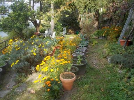Il COLORE GIALLO dei TAGETI, nell’orto del ciliegio, autunno 2017 Il COLORE GIALLO dei TAGETI, nell’orto del ciliegio, autunno 2017
