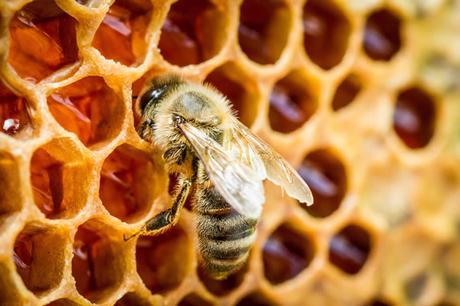 Miele biologico di Calabria: che cos’è e perché è così importante? Miele biologico di Calabria