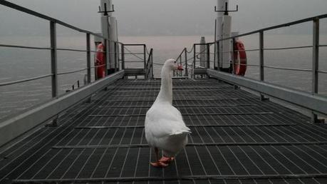 l’OCA Daria, in attesa dell’ULTIMO BATTELLO della stazione estiva e speranzosa per il nuovo periodo della fermata allo scalo di COATESA, nel Comune di Nesso, fra aprile e ottobre del 2018 (dal gruppo facebook Coatesa Beach) l’OCA Daria, in attesa dell’ULTIMO BATTELLO della stazione estiva e speranzosa per il nuovo periodo della fermata allo scalo di COATESA, nel Comune di Nesso, fra aprile e ottobre del 2018 (dal gruppo facebook Coatesa Beach)