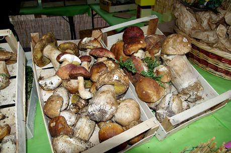 Sagra dei Funghi e la Festa della Tammorra a San Giuseppe Vesuviano Sagra dei Funghi e la Festa della Tammorra a San Giuseppe Vesuviano