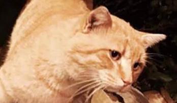 INTERVISTA A “PAPU” IL GATTO CHE HA FATTO IL SELFIE CON SALVINI INTERVISTA A “PAPU” IL GATTO CHE HA FATTO IL SELFIE CON SALVINI