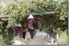 lemesos_agios_mamas_grapes_DSC_0979_Romos_Kotsonis lemesos_agios_mamas_grapes_DSC_0979_Romos_Kotsonis