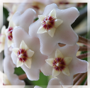 Impollinazione delle Asclepiadaceae La specie hoya più diffusa è la carnosa, presente in diverse varianti, qui vediamo quella classica.
