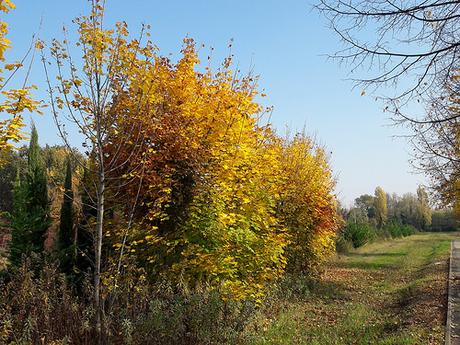 Un brivido di gioia. Cavenago di Brianza - Autunno
