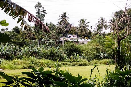 Viaggio in treno in Sri Lanka: i migliori panorami sulle piantagioni di tè Viaggio Treno Sri Lanka Panorami Piantagioni Te