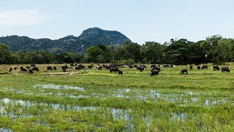 Viaggio in treno in Sri Lanka: i migliori panorami sulle piantagioni di tè Viaggio Treno Sri Lanka Panorami Piantagioni Te