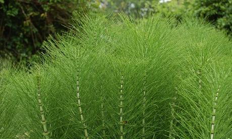 Equiseto: un rimedio della Nonna naturale per far crescere i capelli Equiseto: un rimedio della Nonna naturale per far crescere i capelli