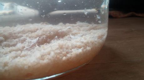 Come preparare in casa il Kefir d’acqua Come preparare in casa il Kefir d’acqua