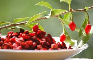 Bacche di Goji: elisir di bellezza, salute ed eterna giovinezza Bacche di Goji: elisir di bellezza, salute ed eterna giovinezza