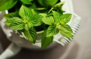PERCHE’ CONVIENE COLTIVARE LE PROPRIE ERBE AROMATICHE PERCHE’ CONVIENE COLTIVARE LE PROPRIE ERBE AROMATICHE