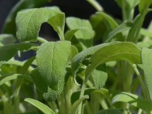 PERCHE’ CONVIENE COLTIVARE LE PROPRIE ERBE AROMATICHE PERCHE’ CONVIENE COLTIVARE LE PROPRIE ERBE AROMATICHE