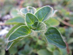 PERCHE’ CONVIENE COLTIVARE LE PROPRIE ERBE AROMATICHE PERCHE’ CONVIENE COLTIVARE LE PROPRIE ERBE AROMATICHE