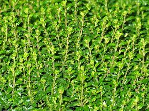PERCHE’ CONVIENE COLTIVARE LE PROPRIE ERBE AROMATICHE PERCHE’ CONVIENE COLTIVARE LE PROPRIE ERBE AROMATICHE