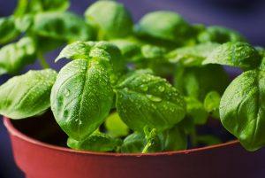 PERCHE’ CONVIENE COLTIVARE LE PROPRIE ERBE AROMATICHE PERCHE’ CONVIENE COLTIVARE LE PROPRIE ERBE AROMATICHE