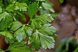 PERCHE’ CONVIENE COLTIVARE LE PROPRIE ERBE AROMATICHE PERCHE’ CONVIENE COLTIVARE LE PROPRIE ERBE AROMATICHE