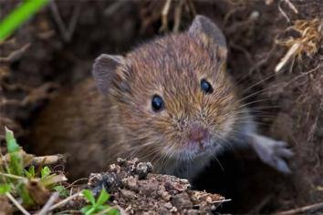 4 Inquietanti Segreti Disney lemming