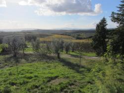 Montalcino Express: Terza Tappa – Fattoi IMG_3825