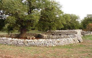 Il Ministro delle politiche agricole alimentari e forestali censisce 14 alberi monumentali sul Gargano Il Ministro delle politiche agricole alimentari e forestali censisce 14 alberi monumentali sul Gargano
