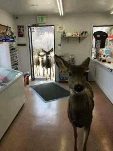 In Colorado, un cervo è entrato in un negozio In Colorado, un cervo è entrato in un negozio