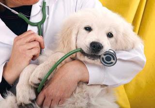 LA RESPONSABILITA' DEL VETERINARIO LA RESPONSABILITA' DEL VETERINARIO