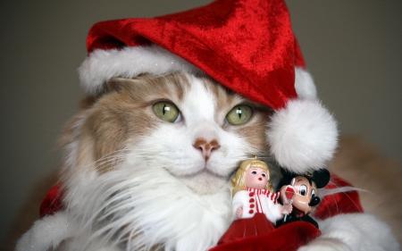 WHITE MERRY CHRISTMAS WHITE MERRY CHRISTMAS