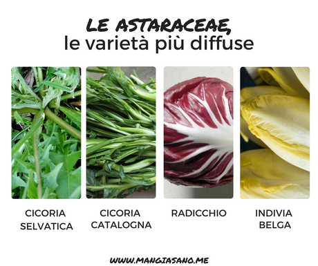 Cicoria: proprietà e benefici per la salute le varietà più diffuse (1)