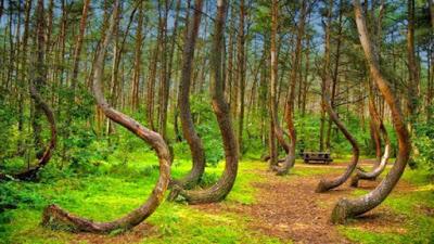 Crooked Forest: il fascino misterioso e fiabesco della “Foresta Storta” di Gryfino, in Polonia Crooked Forest: il fascino misterioso e fiabesco della “Foresta Storta” di Gryfino, in Polonia