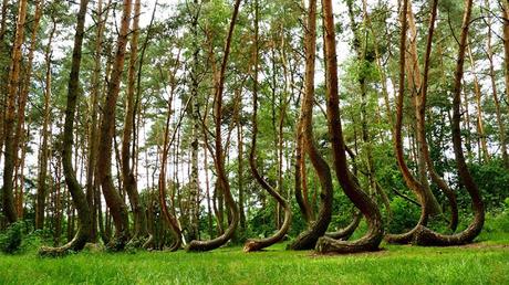 Crooked Forest: il fascino misterioso e fiabesco della “Foresta Storta” di Gryfino, in Polonia Crooked Forest: il fascino misterioso e fiabesco della “Foresta Storta” di Gryfino, in Polonia