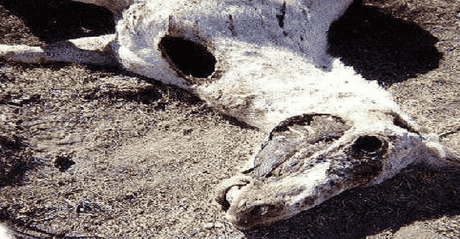 il mistero che orbita intorno alle mutilazioni animali il mistero che orbita intorno alle mutilazioni animali