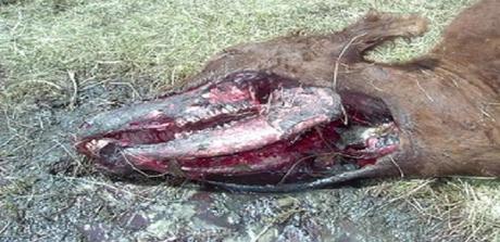il mistero che orbita intorno alle mutilazioni animali il mistero che orbita intorno alle mutilazioni animali