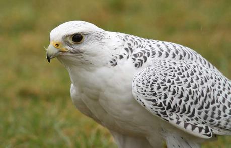 Federico II e l’inizio dell’ornitologia moderna Falconeria e girfalco
