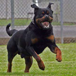 Runner aggredito da un rottweiler mentre corre a Falconara (Ancona) Runner aggredito da un rottweiler mentre corre a Falconara (Ancona)